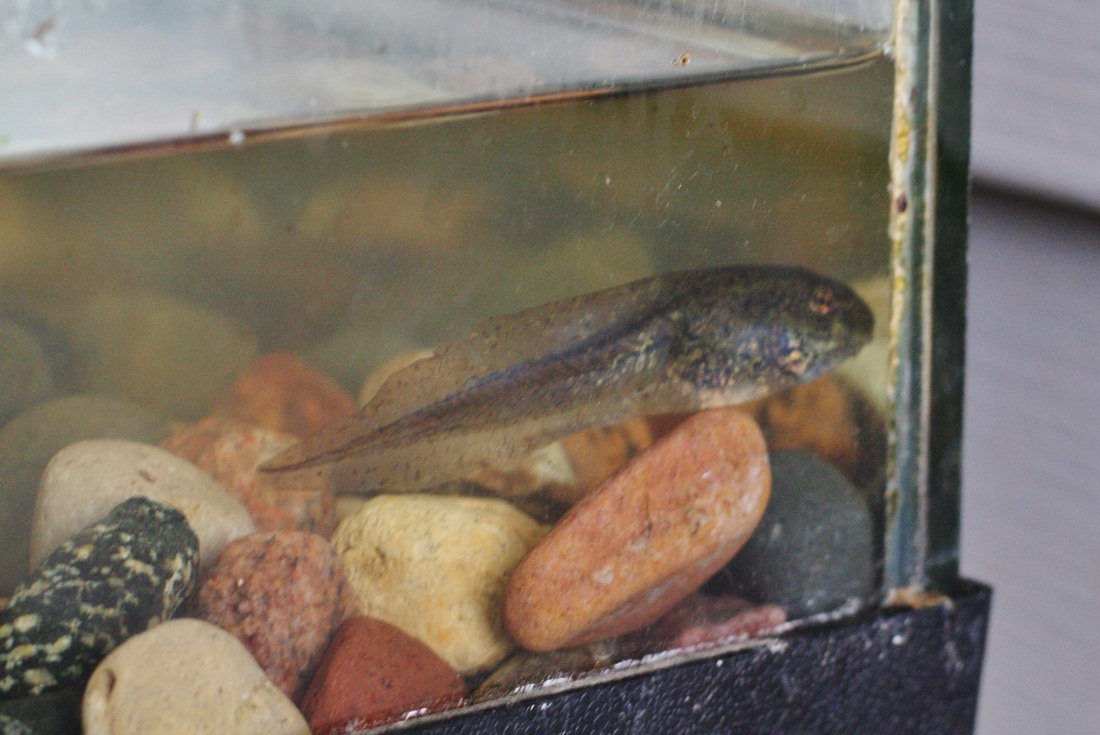 Raising tadpoles! -- Hilary's Home Daycare & Preschool