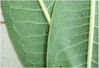 Hilary's Home Daycare & Preschool - Raising monarch caterpillars