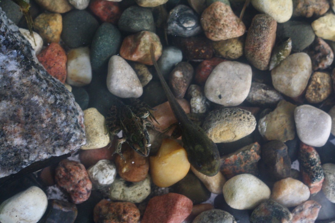 Raising tadpoles! -- Hilary's Home Daycare & Preschool