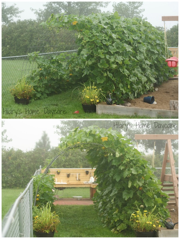 Pumpkin vine tunnel - Hilary's Home Daycare