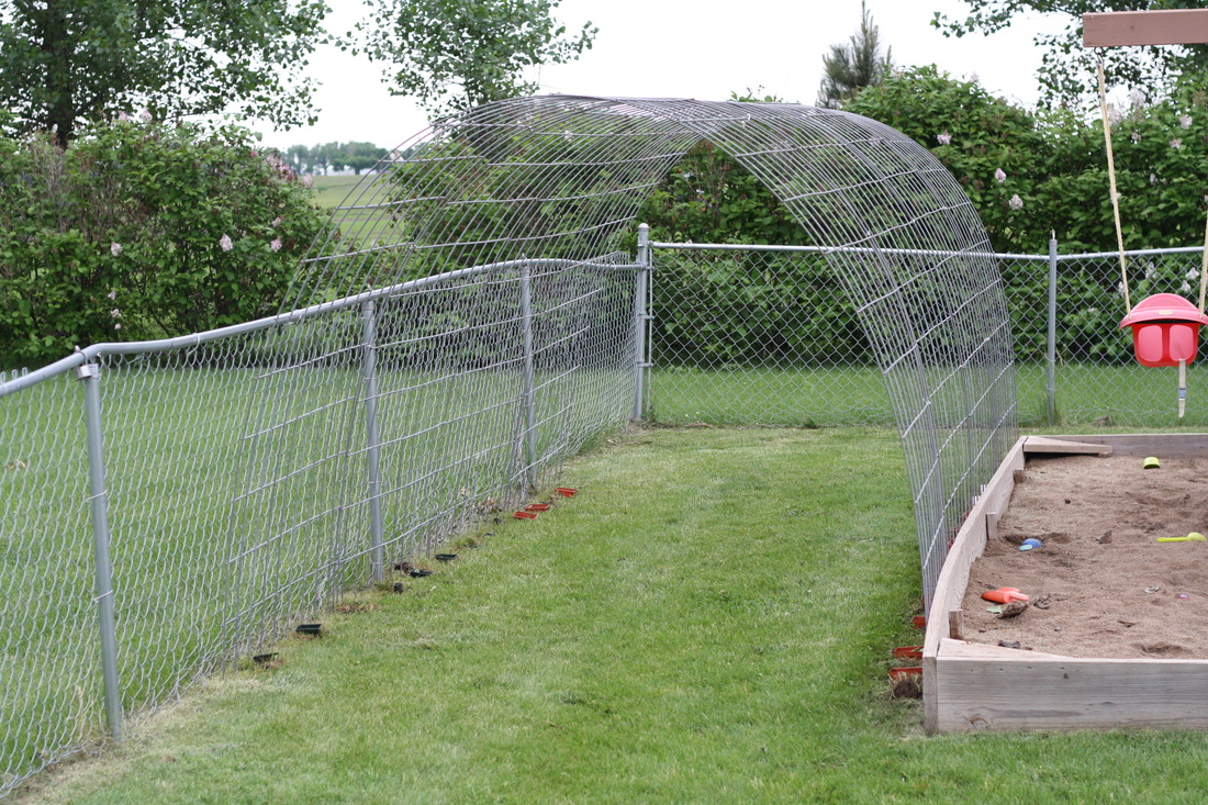Pumpkin Vine Tunnel - Hilary's Home Daycare