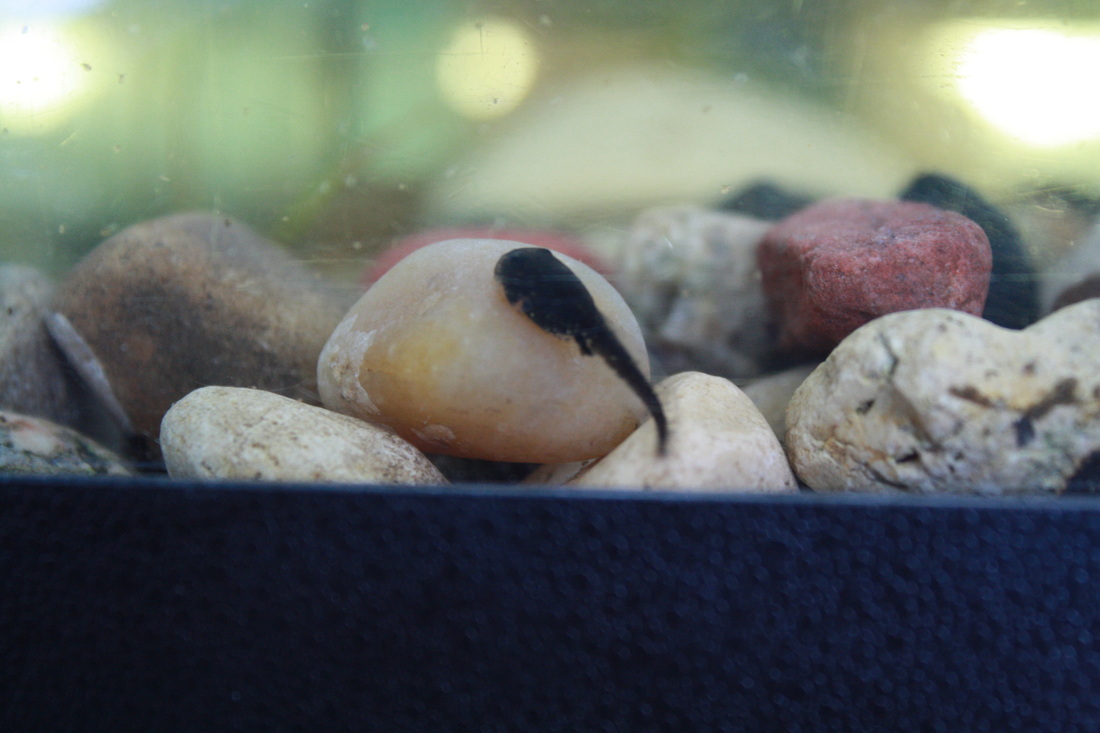 Raising tadpoles! -- Hilary's Home Daycare & Preschool