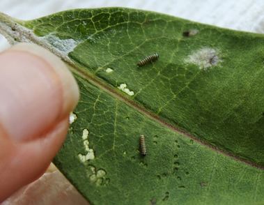 Hilary's Home Daycare & Preschool - Raising monarch caterpillars