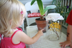 Our butterfly hatched