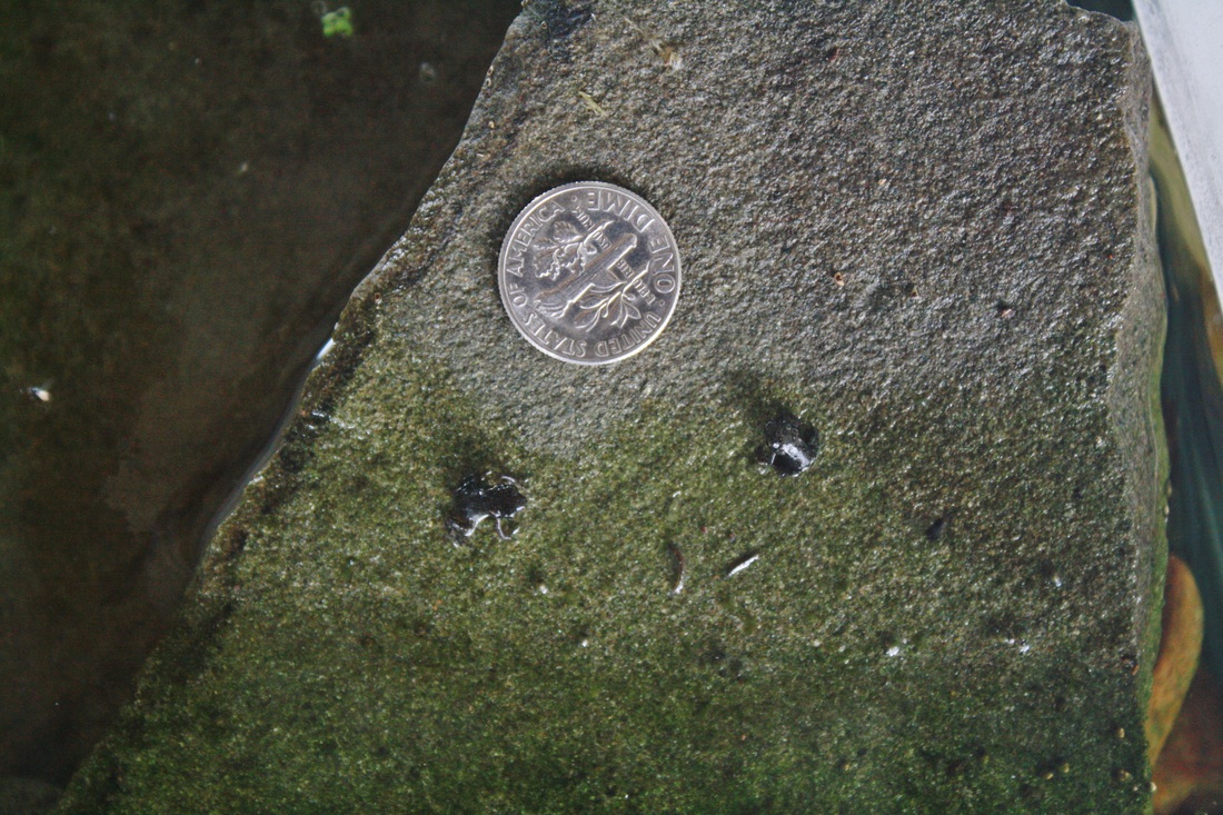 Raising tadpoles! -- Hilary's Home Daycare & Preschool