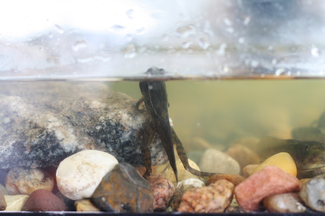 Raising tadpoles! -- Hilary's Home Daycare & Preschool