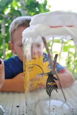 Our butterfly hatched