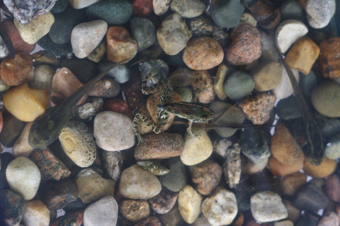 Raising tadpoles! -- Hilary's Home Daycare & Preschool