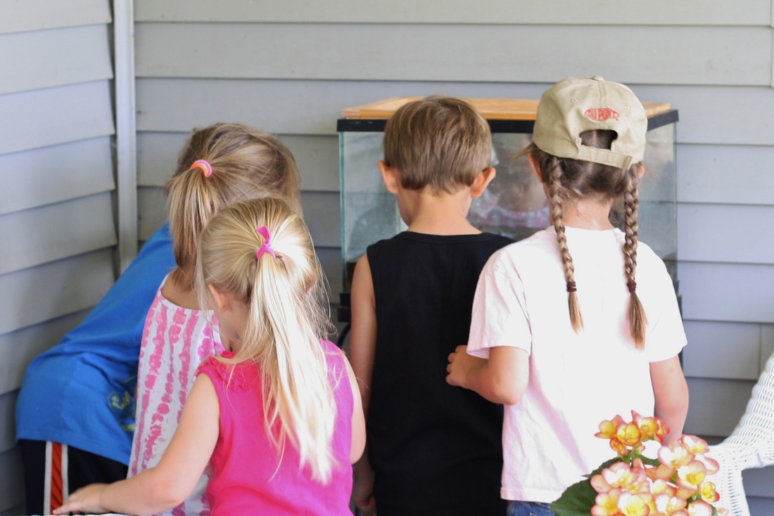 Tadpole tank at Hilary's Home Daycare