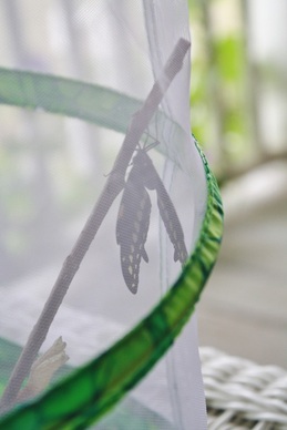 Our butterfly hatched